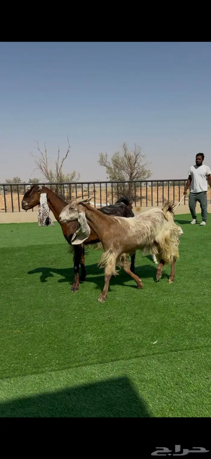 معزا جروم فاخره ولون مميز مواليد 4