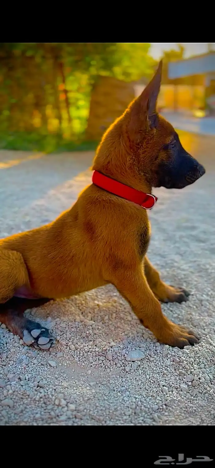 كلب جرو مالينو للبيع Belgian Malinois puppies for sale 0