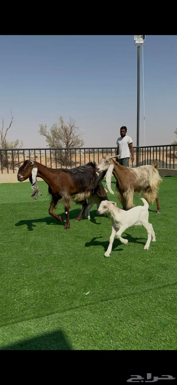 معزا جروم فاخره ولون مميز مواليد 3