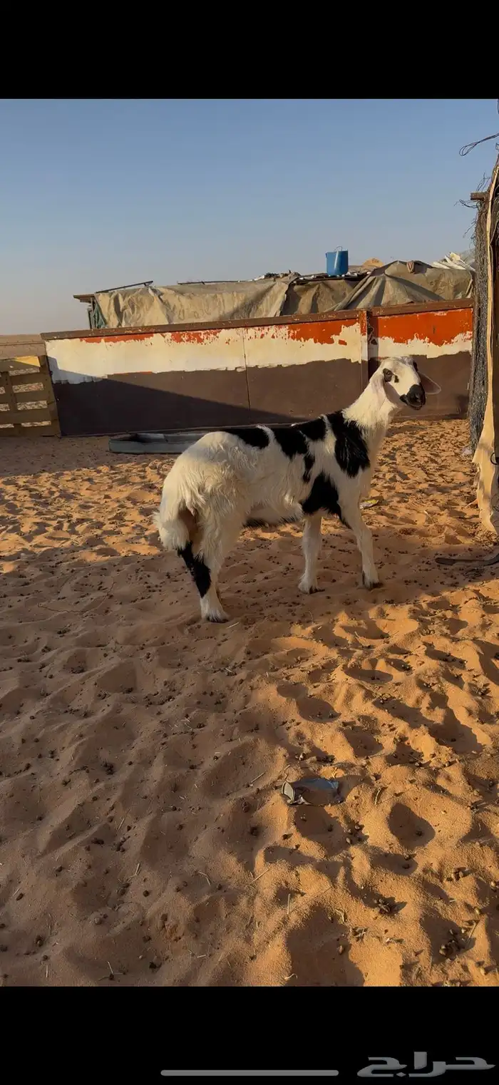 فحل اصفر مشروط 3