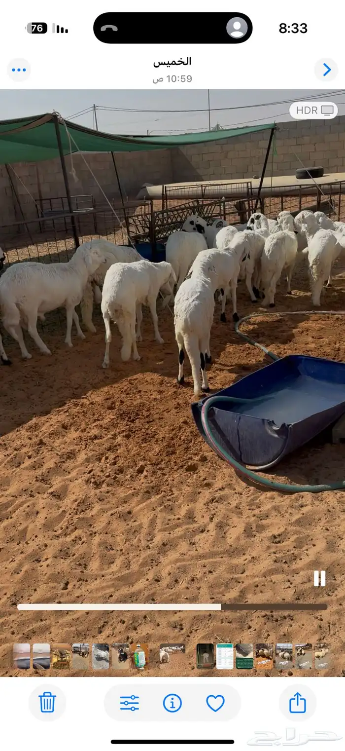 سواكن مرابي شحم والعلف نظيف شرط 4