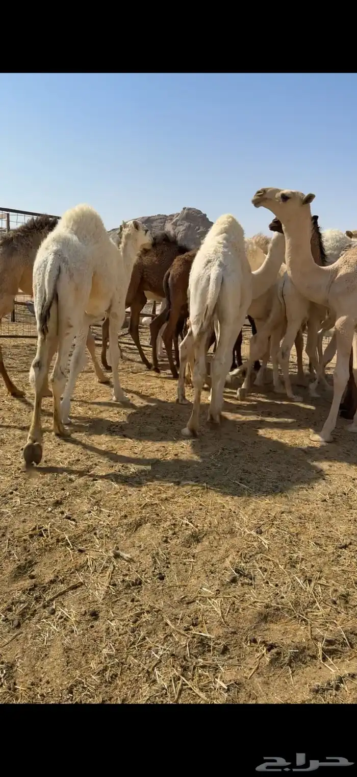 قعدان قصب ع الحليب 2