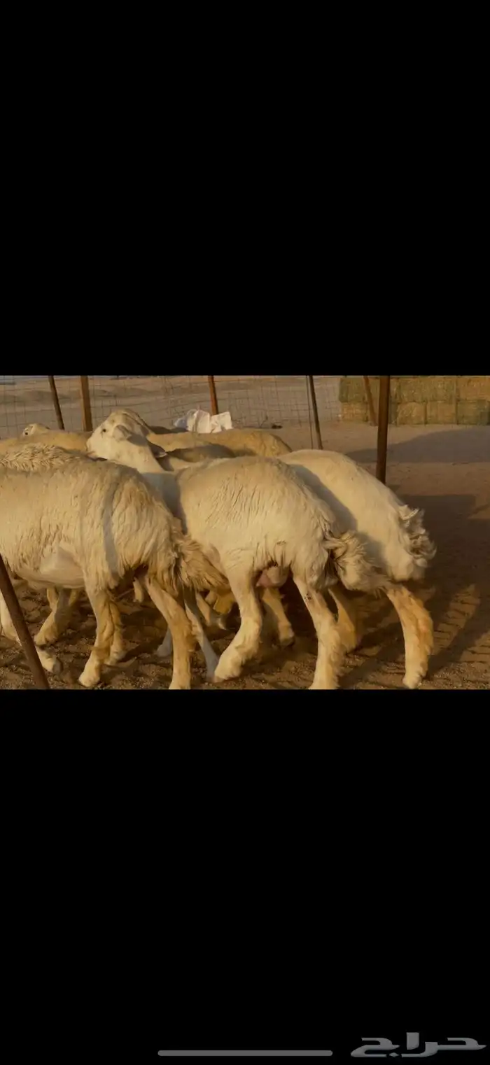 سلام عليكم ورحمة الله وبركاته 3