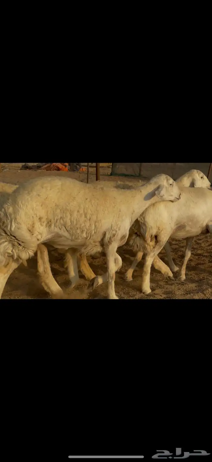 سلام عليكم ورحمة الله وبركاته 2