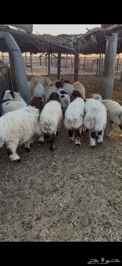 نعيم وحري index