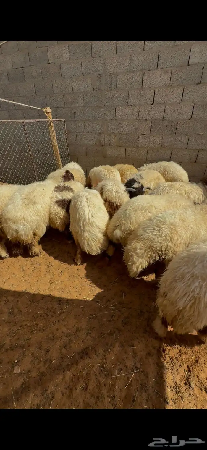 نعيم بلدي جبر للمناسبات تقييم 100 زبون تمارا 4