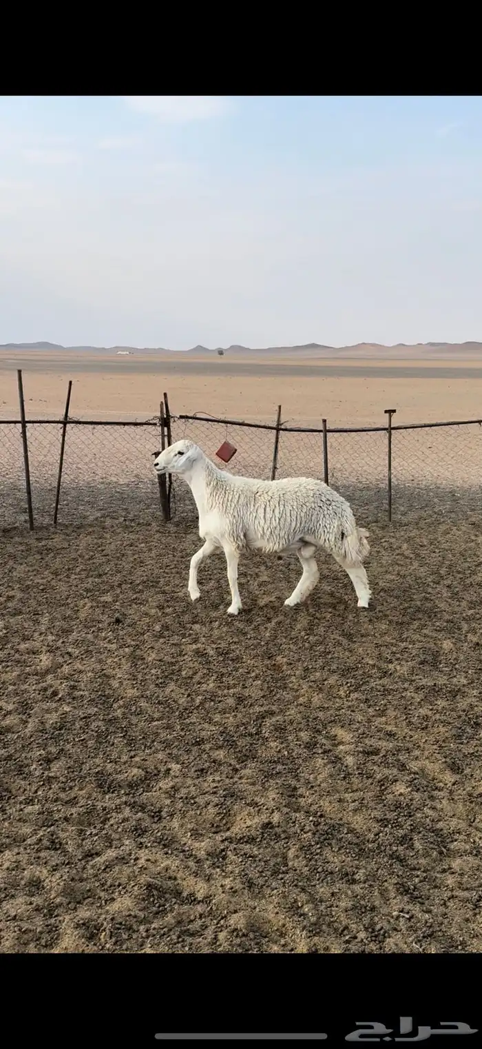 فحل حري مشروط(تم البيع) 0