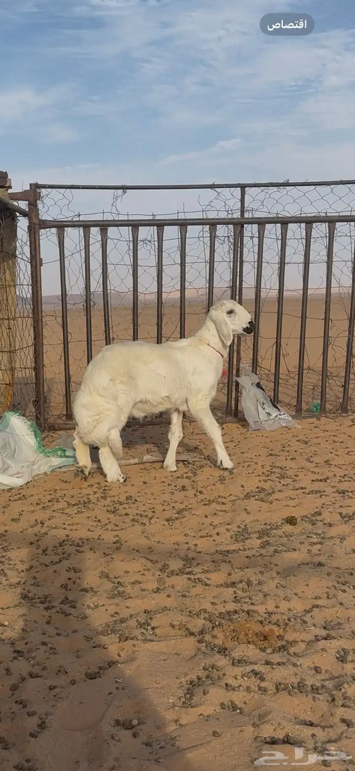 فحل اصفر مشروط 4