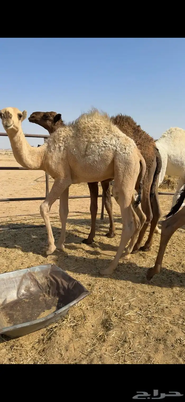 قعدان قصب ع الحليب 4