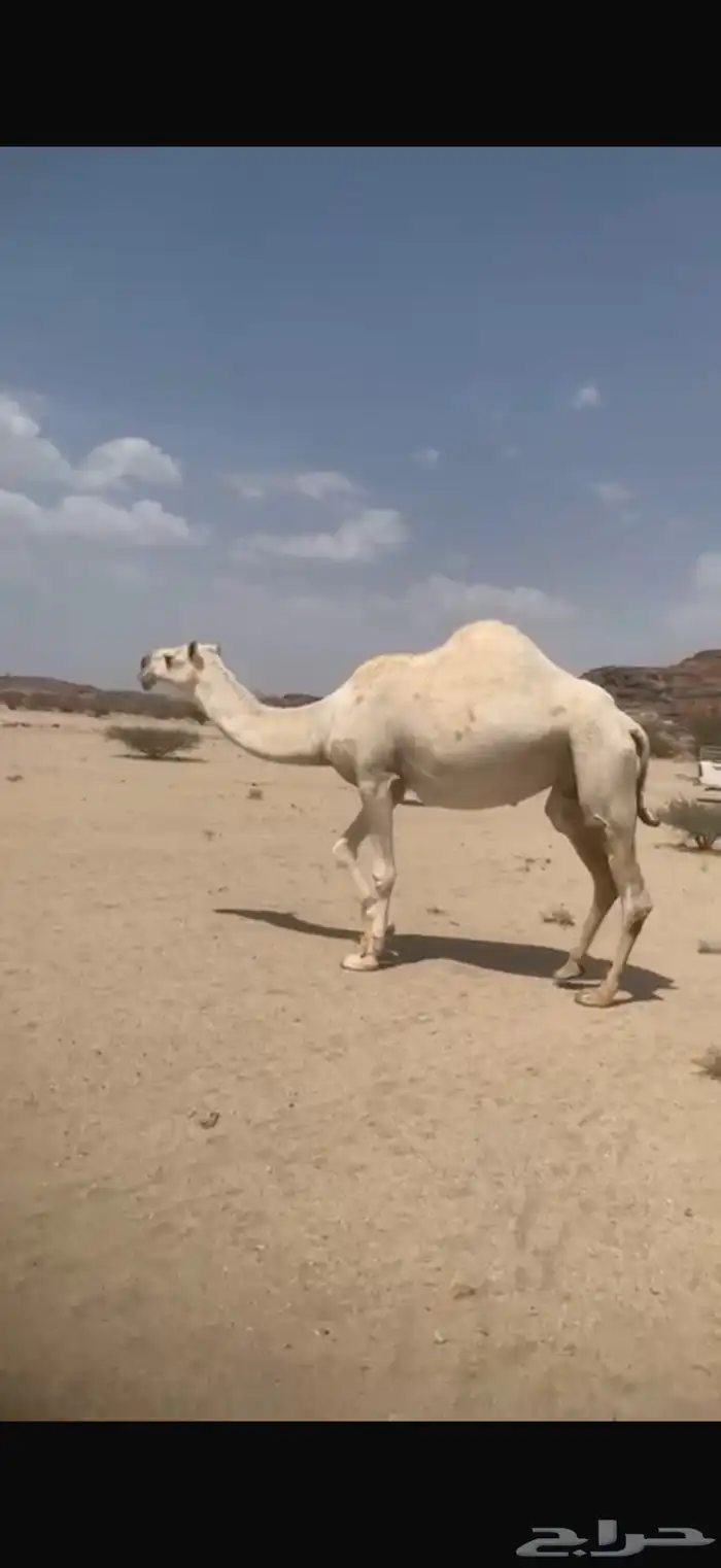 ناقه ضايعه 0