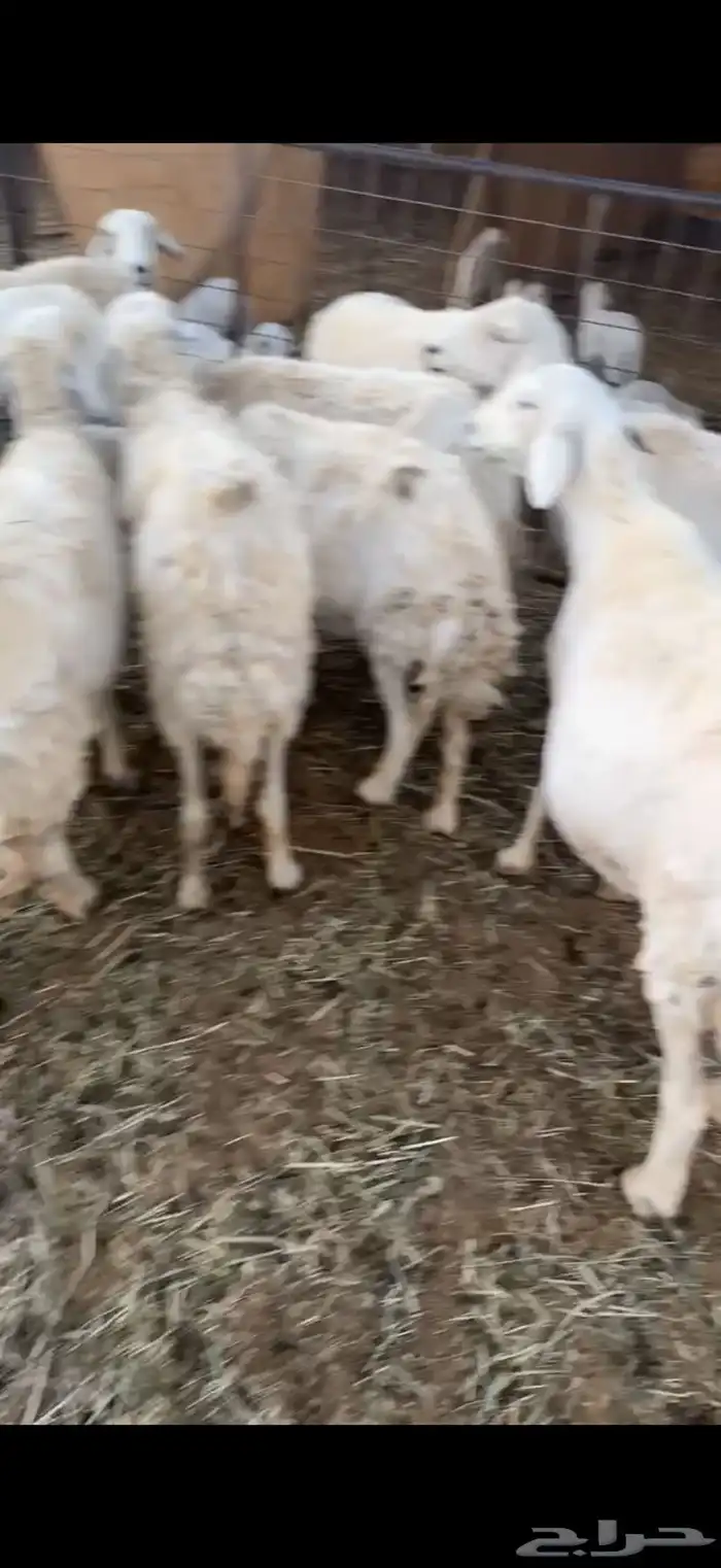 غنم حول الخمسين 2