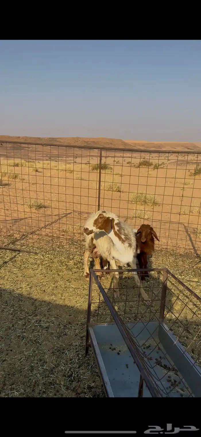 متبع نعيميه تحته طلي ذبيحه 5