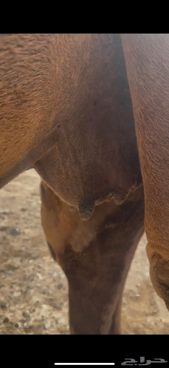 للبيع ناقه ملاقي حمرا دم ساحليه كفووو (( تم البيع )) 2