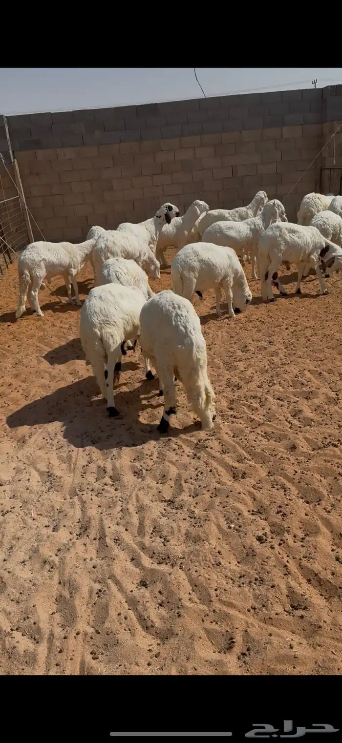 سواكن مرابي شحم والعلف نظيف شرط 0