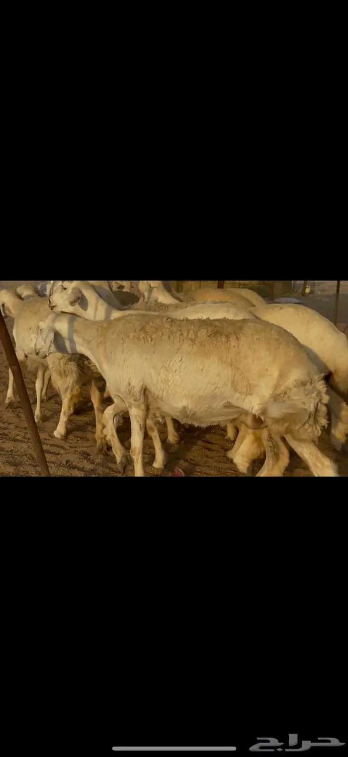 سلام عليكم ورحمة الله وبركاته 1