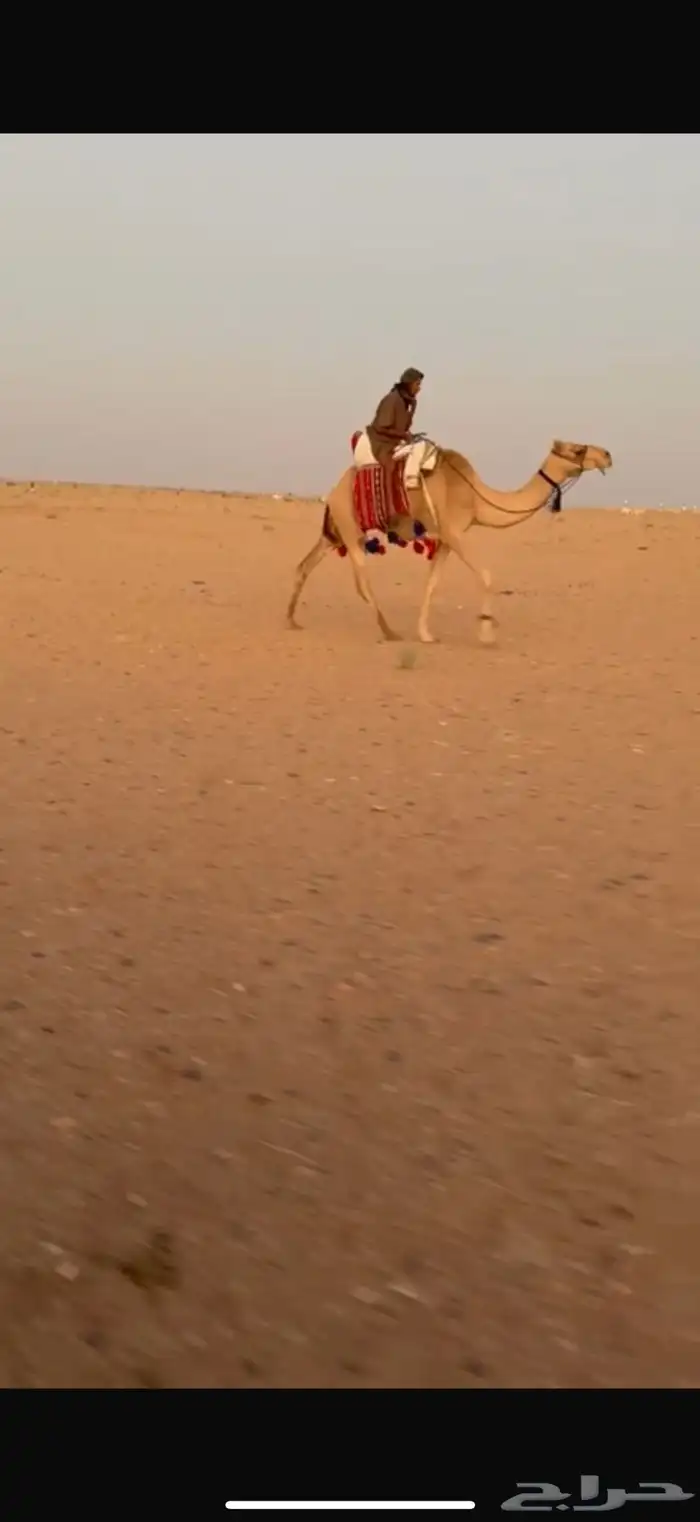 للبيع رحول ابل 0