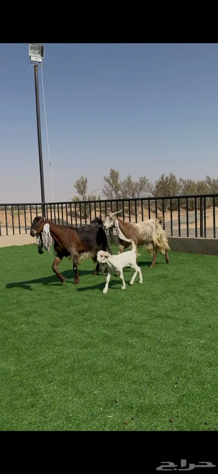 معزا جروم فاخره ولون مميز مواليد 0