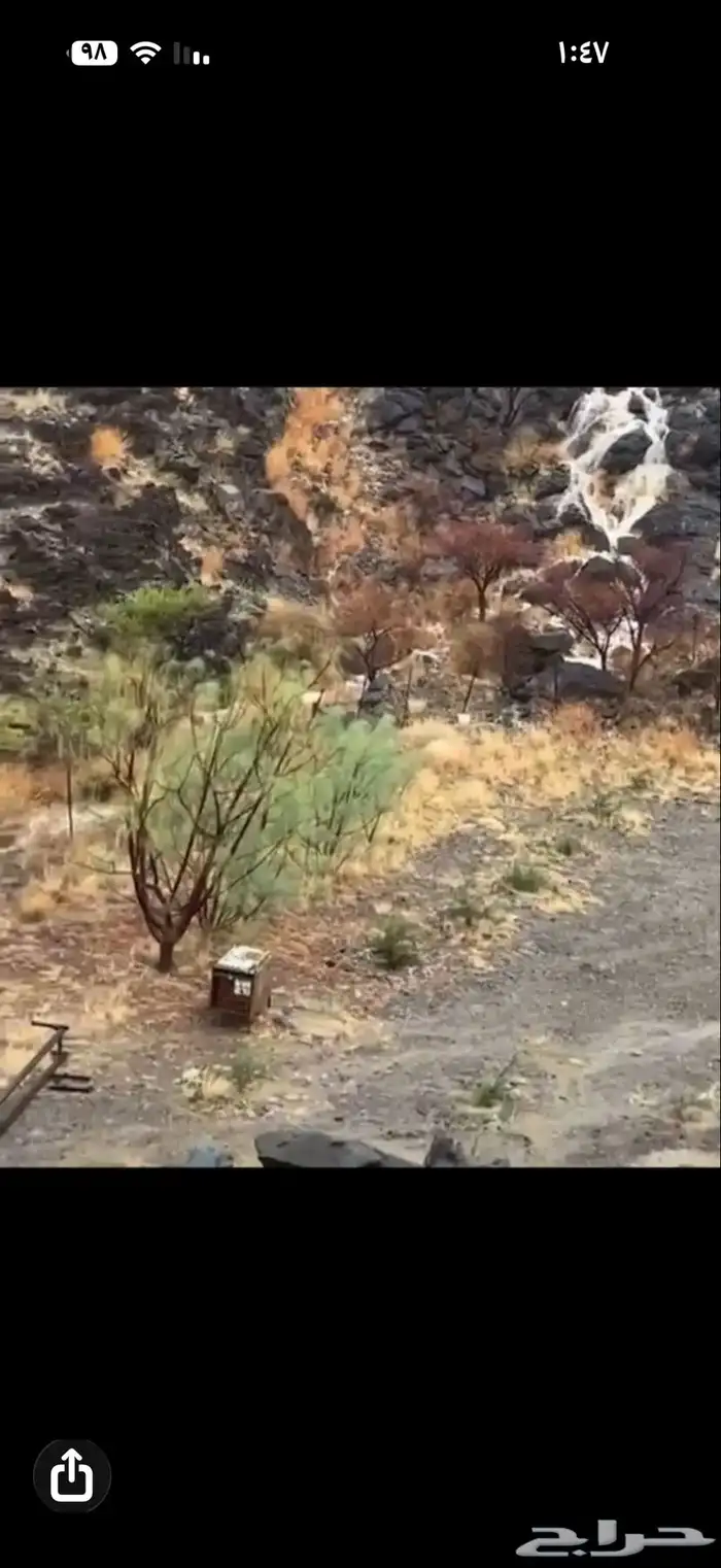 نحل بلدي خلاياء عدد 4 صيد جبلي ب 500ريال الاربع 1