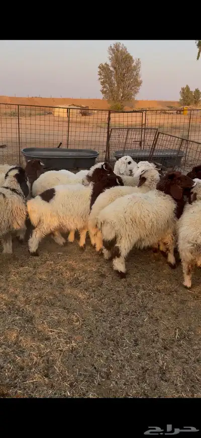 نعيم وحري index