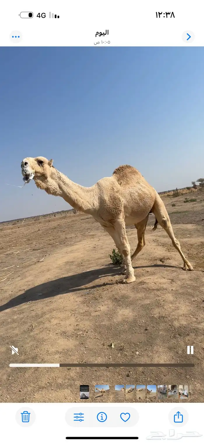 بعير تمايمي منتج وسليم من جميع العذاريب 0