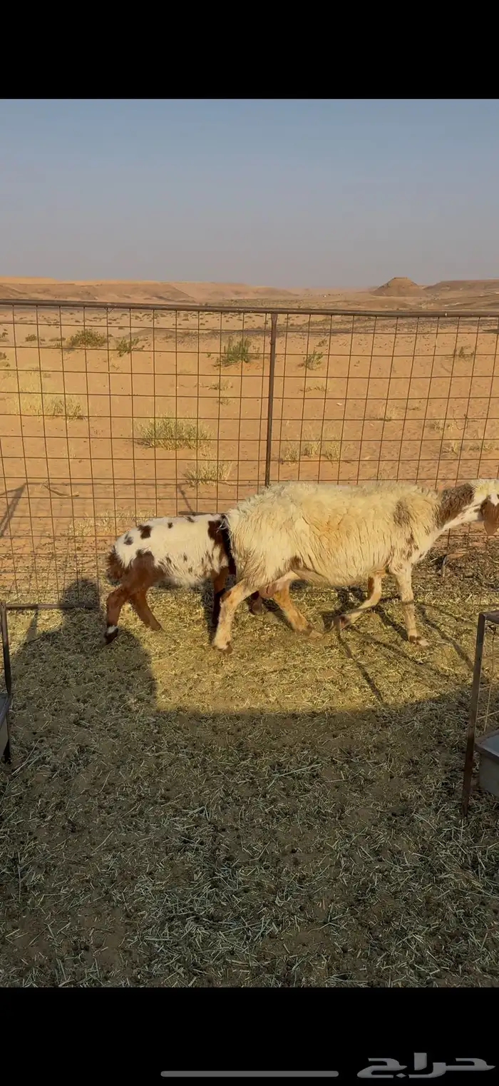 متبع نعيميه تحته طلي ذبيحه 6