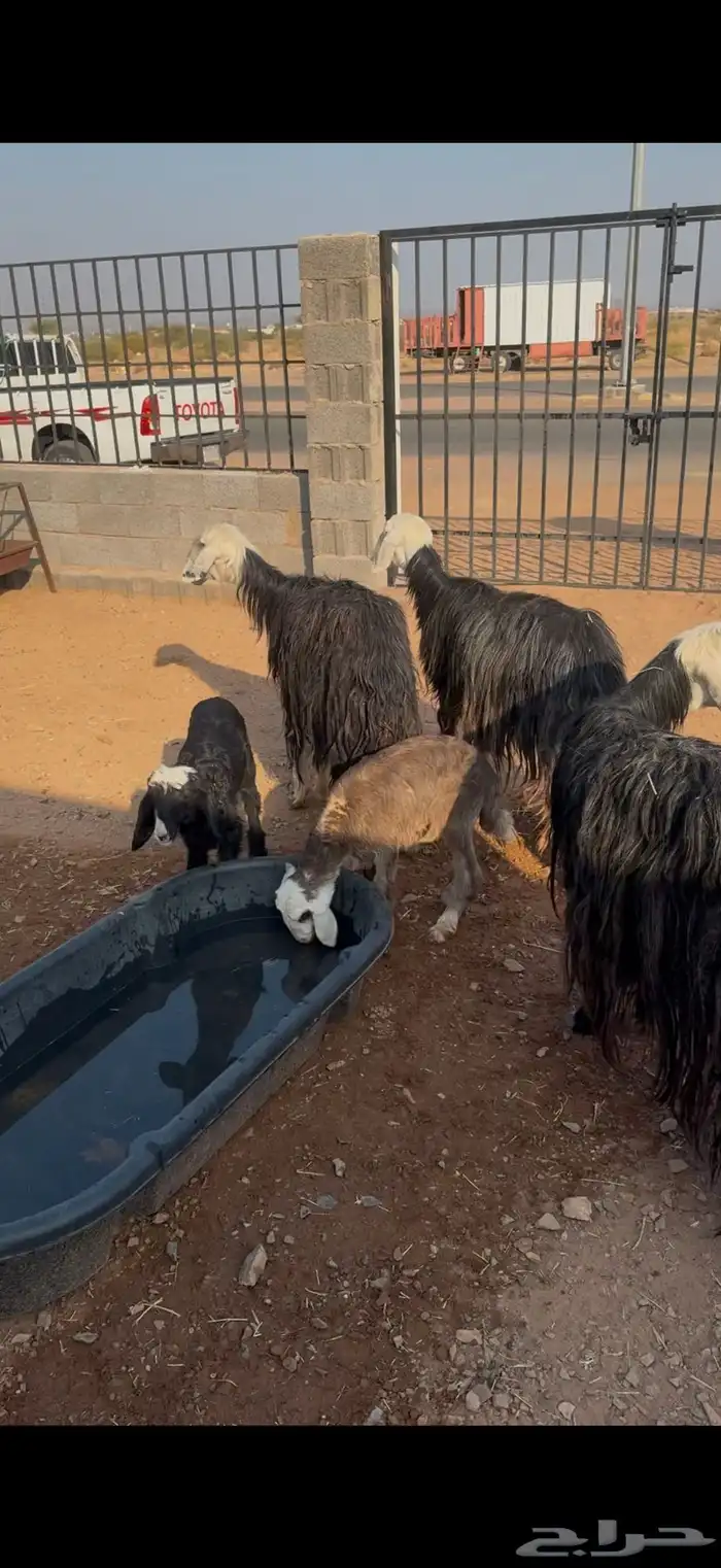 ضان نجد ولد 2