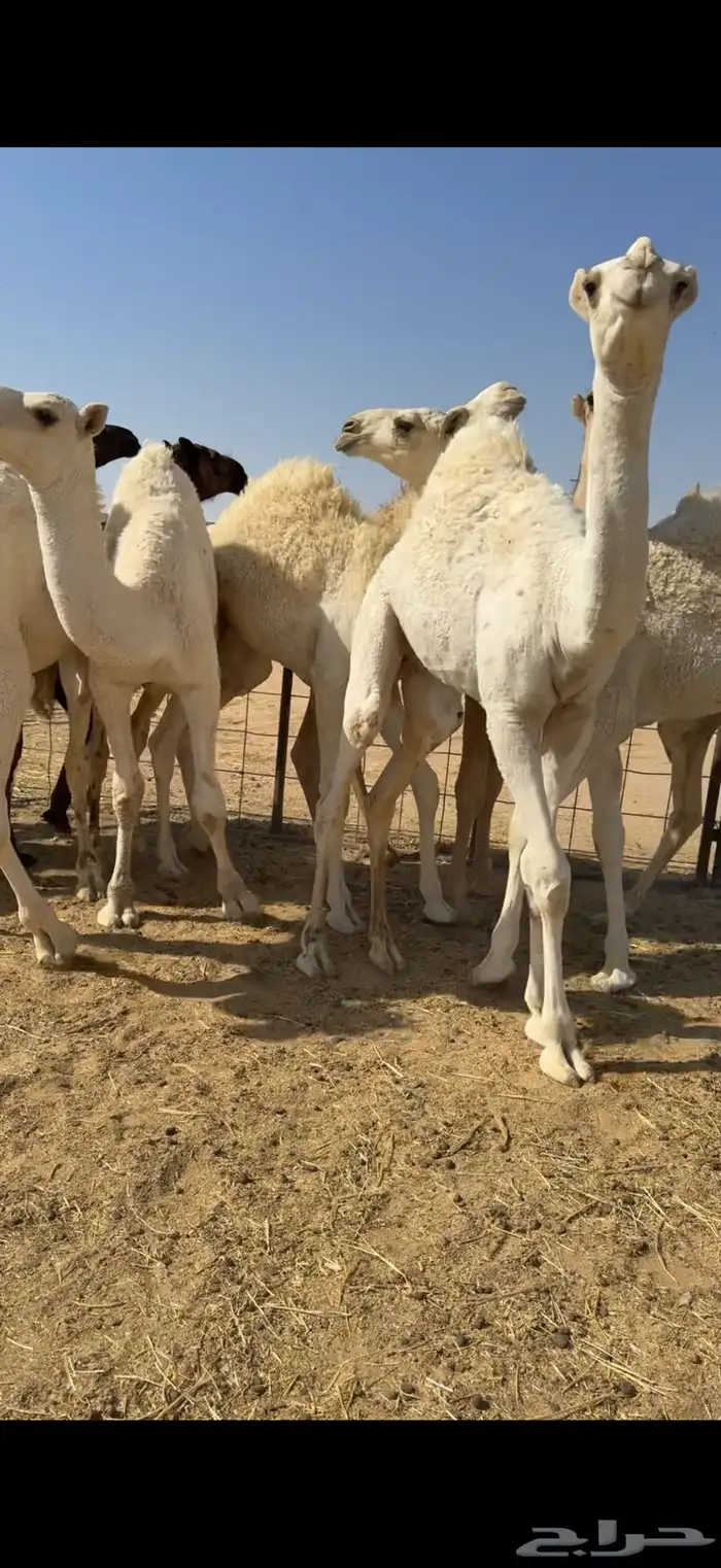 قعدان قصب ع الحليب 0