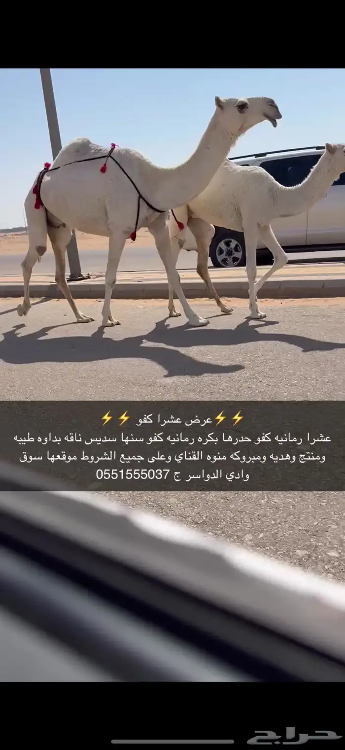 عشرا كفو حدرها بكره 1