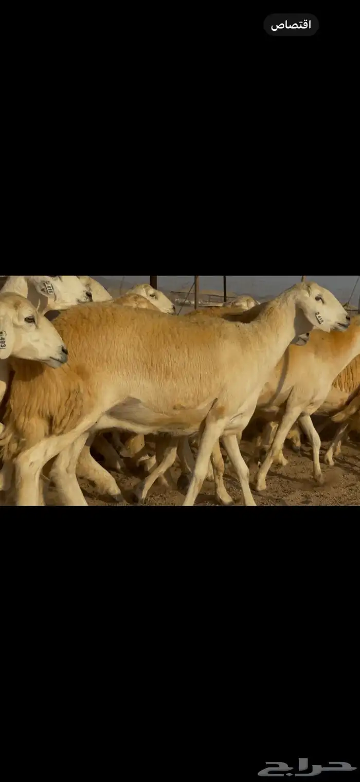 سلام عليكم ورحمة الله وبركاته 3