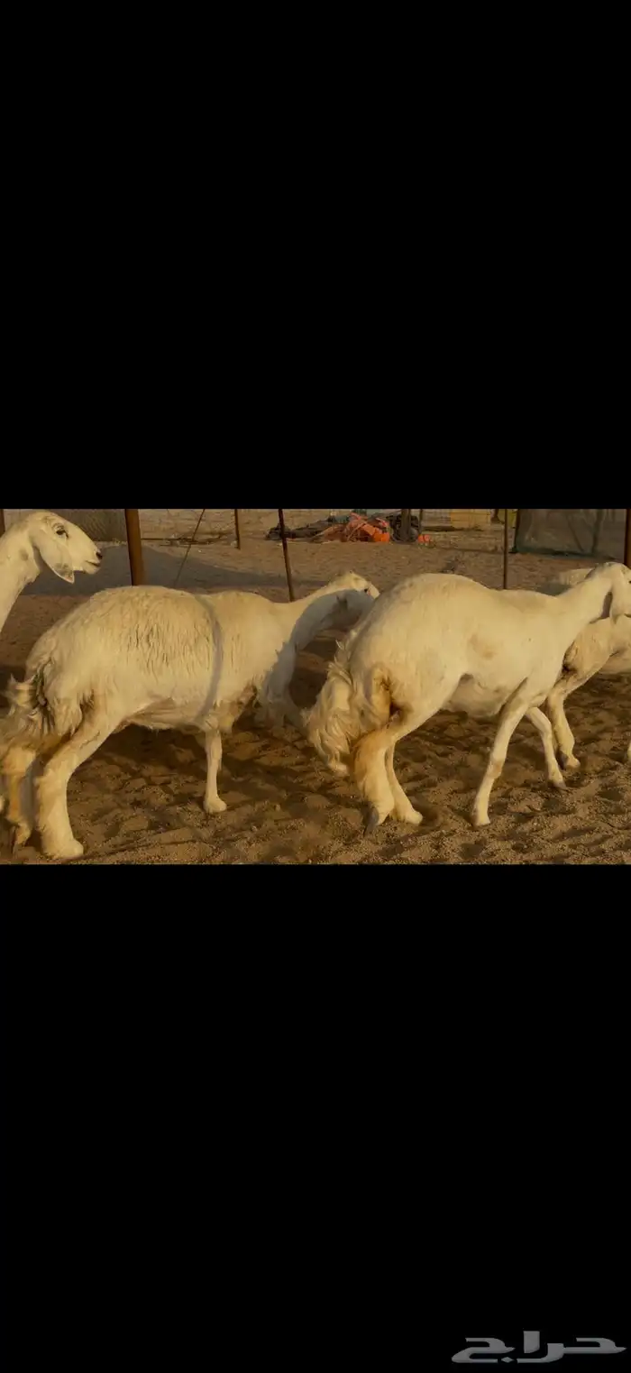 سلام عليكم ورحمة الله وبركاته 7