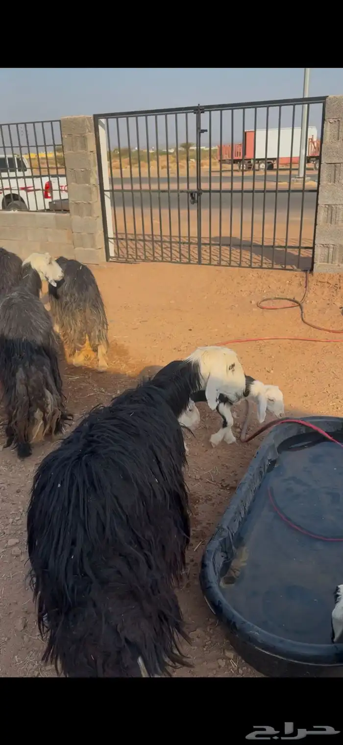 ضان نجد ولد 1