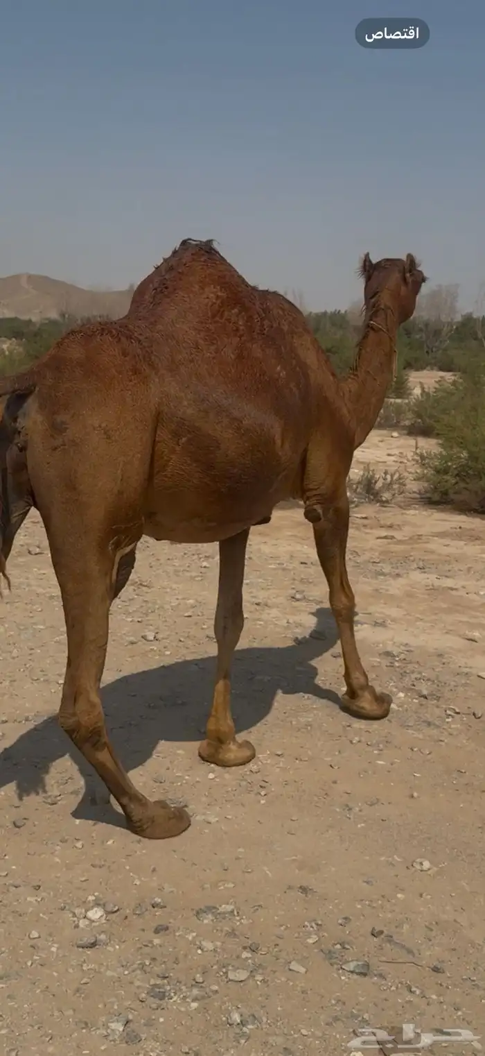 للبيع ناقه ملاقي حمرا دم ساحليه كفووو (( تم البيع )) 0