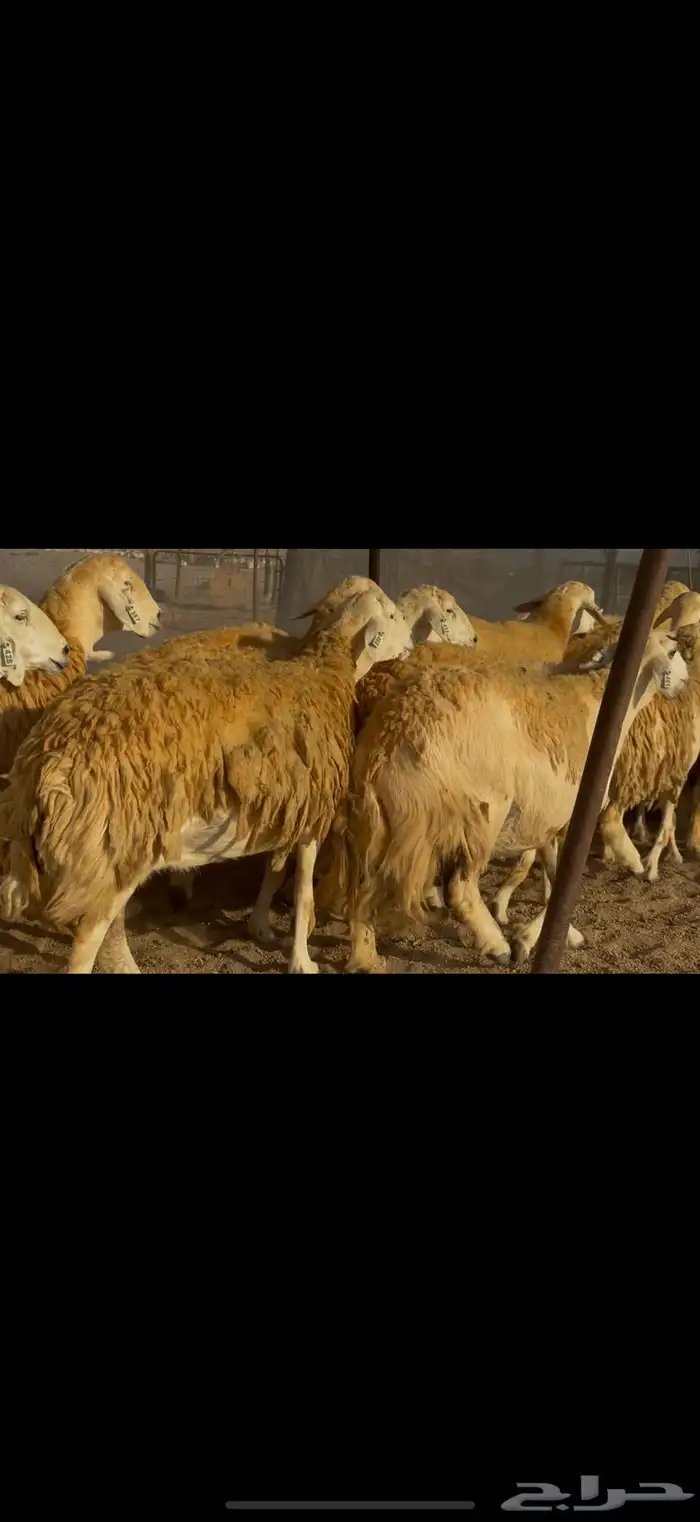 سلام عليكم ورحمة الله وبركاته 4