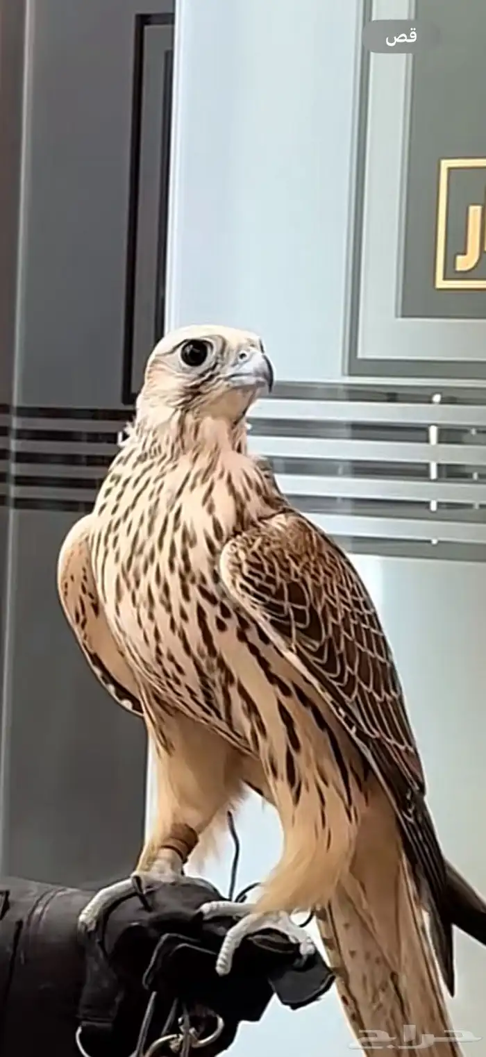 مطلوب طير وكري 0