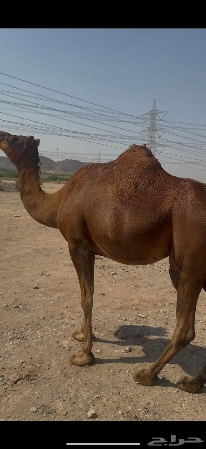 للبيع ناقه ملاقي حمرا دم ساحليه كفووو (( تم البيع )) 1