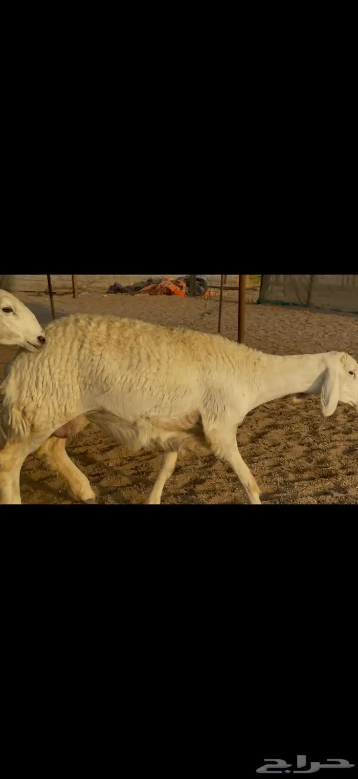 سلام عليكم ورحمة الله وبركاته 0