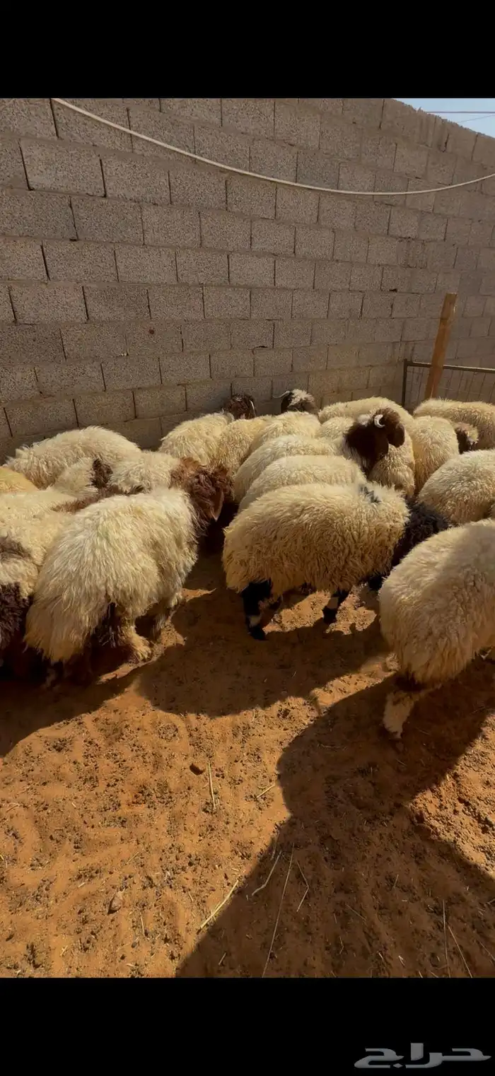 نعيم بلدي جبر للمناسبات تقييم 100 زبون تمارا 5