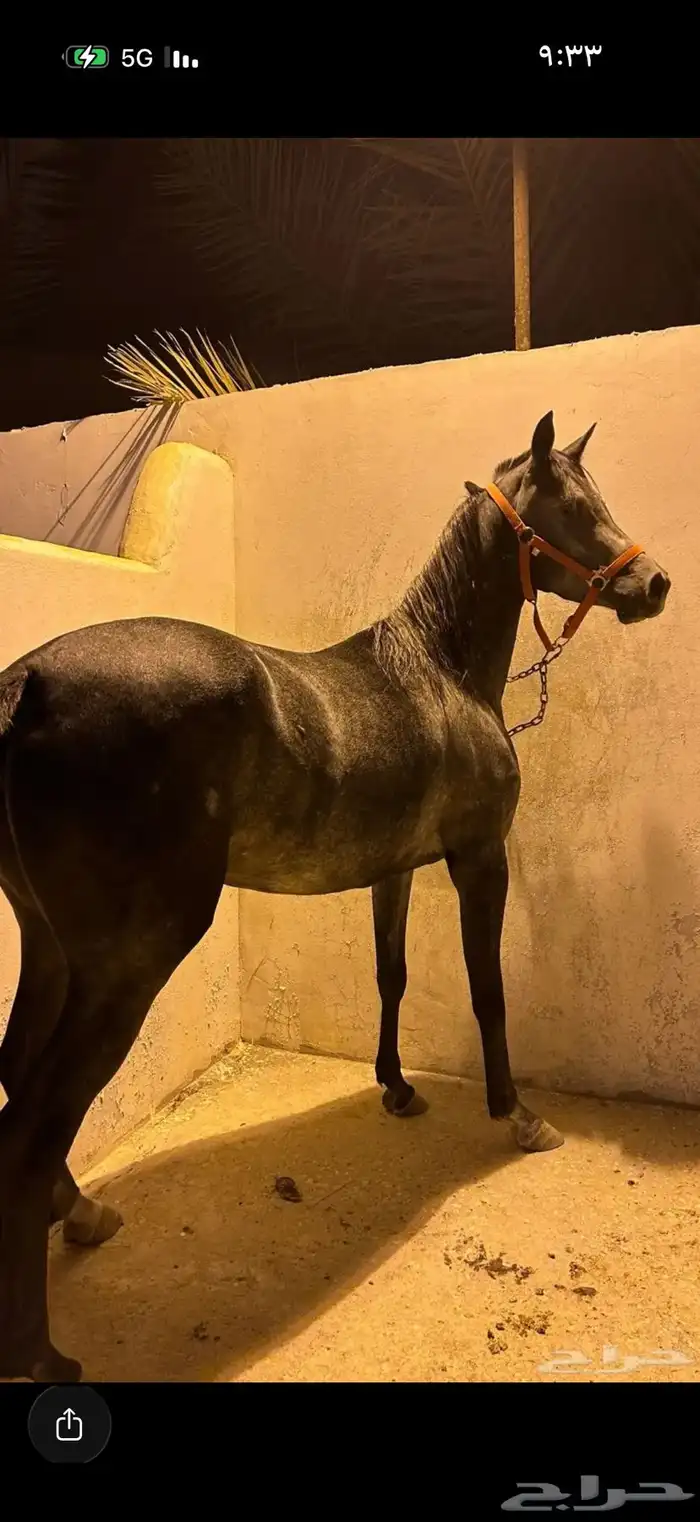 فرس شعبية هادية مهر ( تم البيع ) 0