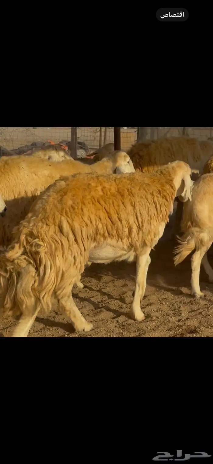 سلام عليكم ورحمة الله وبركاته 0