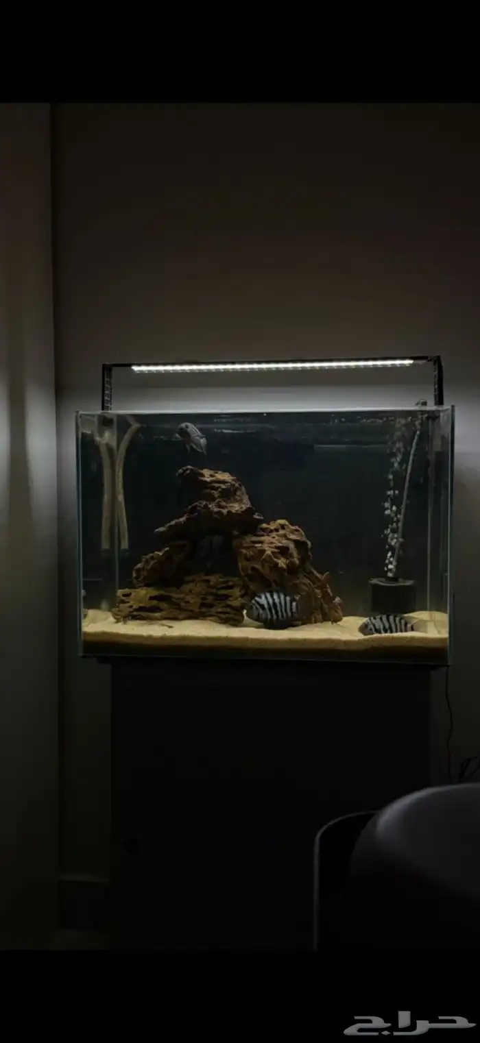 حوض سمك مع سمكه فلاور هورن 0
