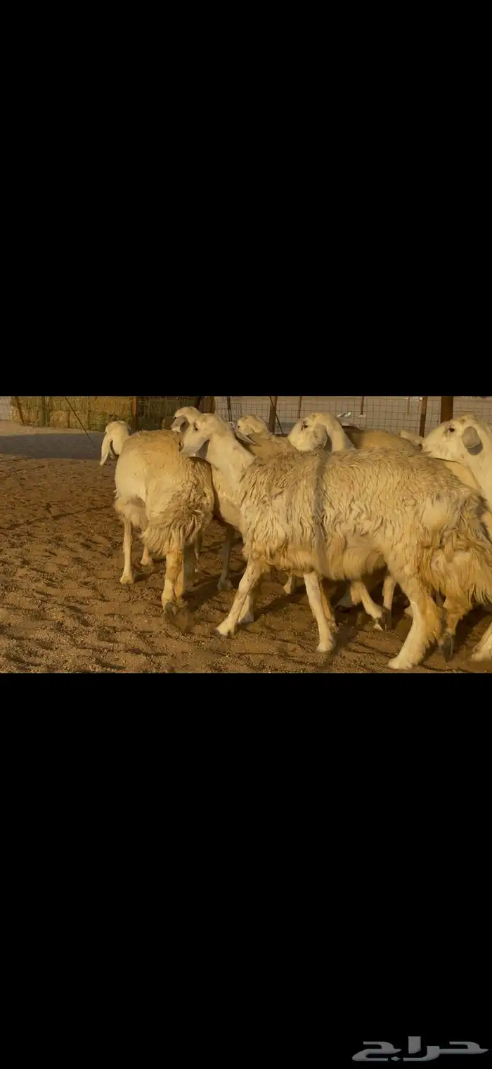 سلام عليكم ورحمة الله وبركاته 6