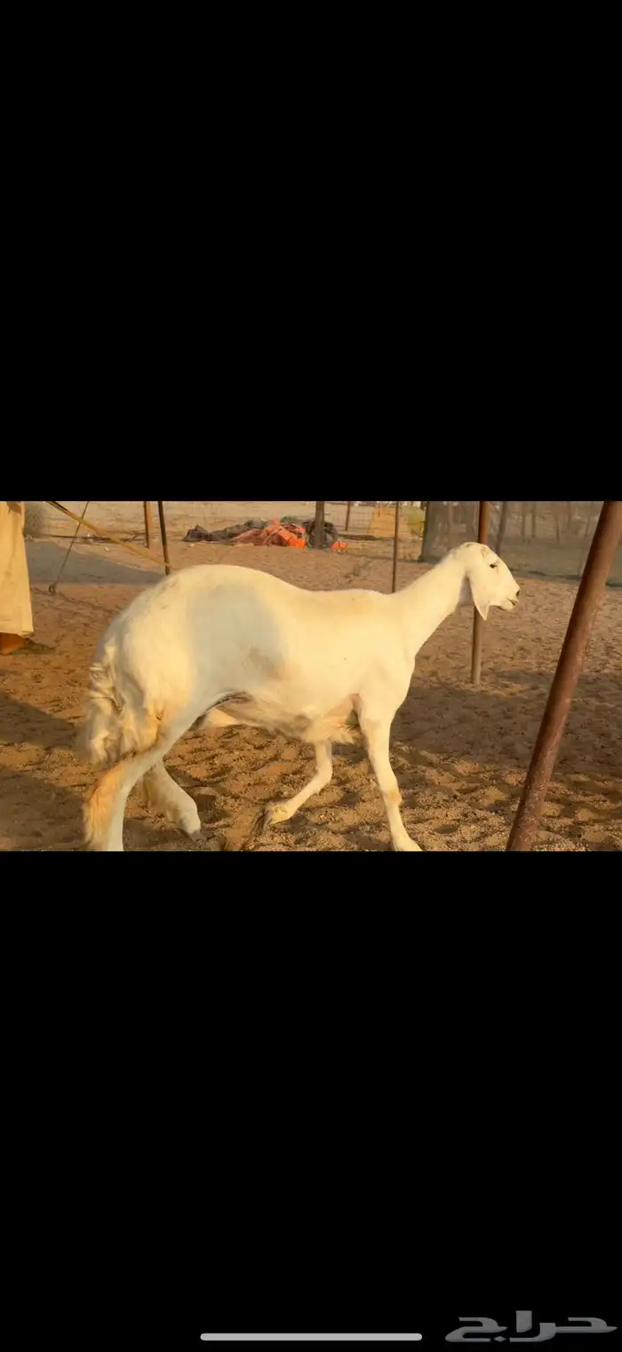 سلام عليكم ورحمة الله وبركاته 4