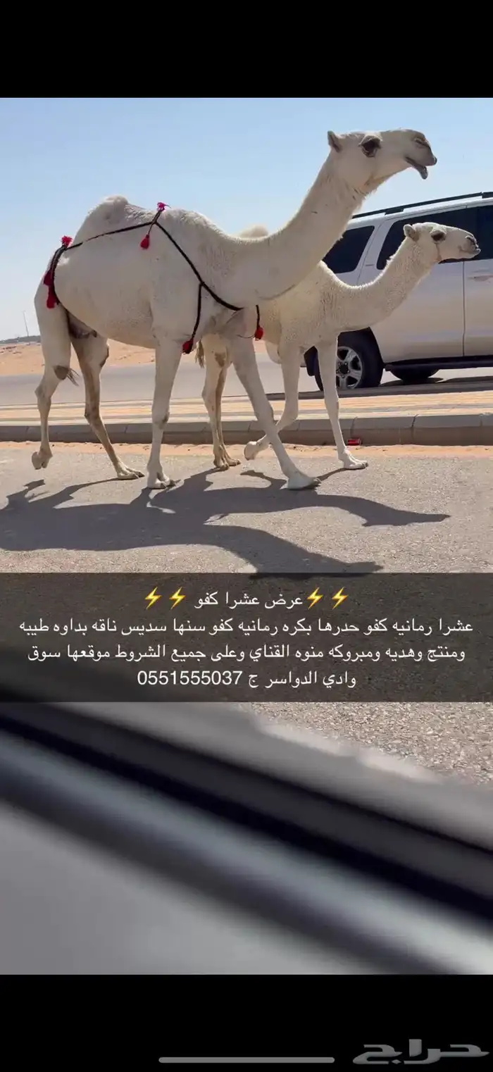 عشرا كفو حدرها بكره 2