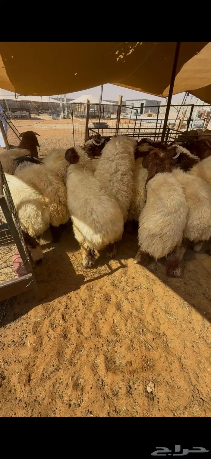 نعيم بلدي جبر للمناسبات تقييم 100 زبون تمارا 1