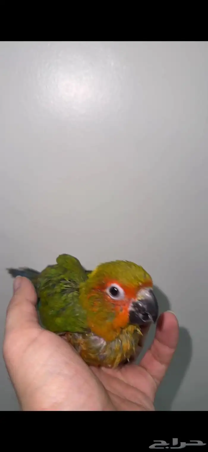 فرخ صن كنيور 0