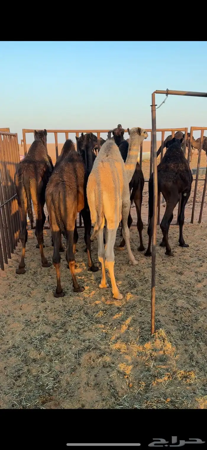 للبيع حشوان قعدان وبكار قصب 2
