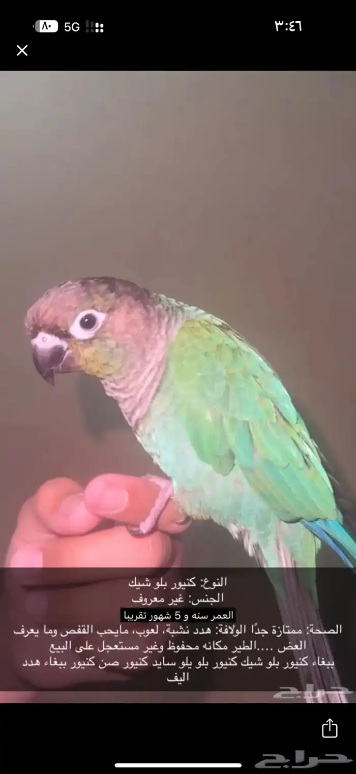 كنيور بلو شيك 1