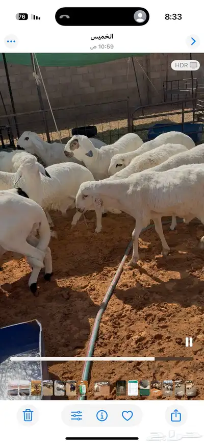 سواكن مرابي شحم والعلف نظيف شرط index