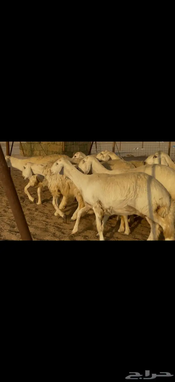 سلام عليكم ورحمة الله وبركاته 5