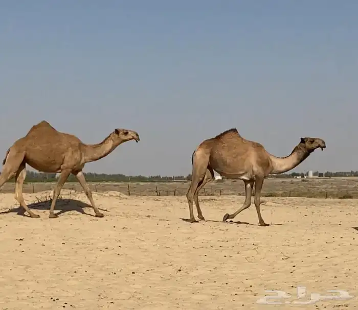 بكار كككفو وطيبه للبيع 13